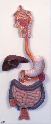 Układ pokarmowy model 3 części 