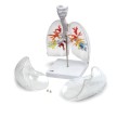 Płuca z krtanią - model dydaktyczny 
