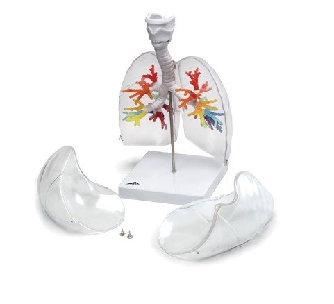 Płuca z krtanią - model dydaktyczny 