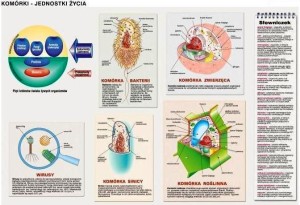 Komórki - jednostki życia plansza dwustronna