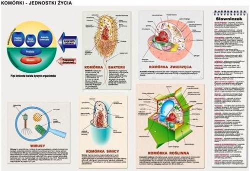 Komórki - jednostki życia plansza dwustronna 