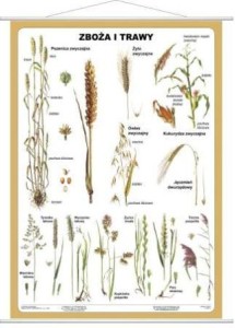 Zboża i trawy plansza 100 x 140 cm