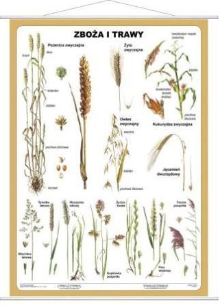 Zboża i trawy plansza 100 x 140 cm