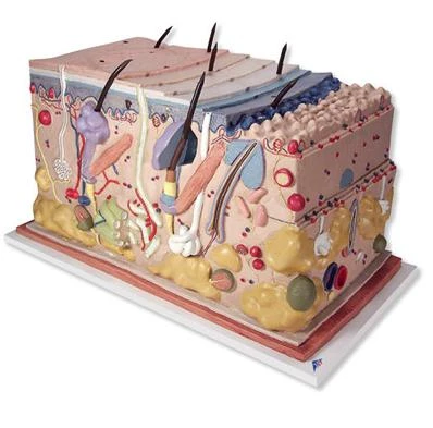 Skóra człowieka model powiększenie 70x