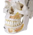 Czaszka stomatologiczna 10 częściowa luksusowy model