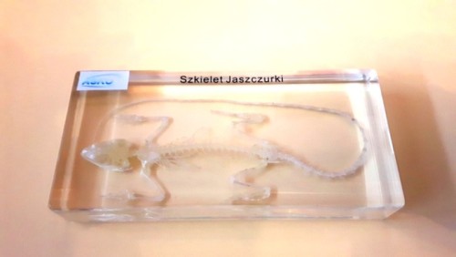 Szkielet jaszczurki model