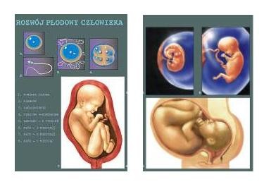 Wychowanie do życia w rodzinie - zestaw edukacyjny