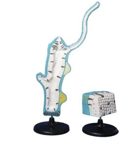 Stułbia zestaw 2 modele