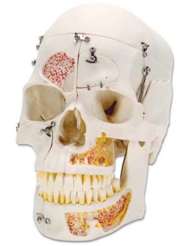 Czaszka stomatologiczna 10 częściowa luksusowy model